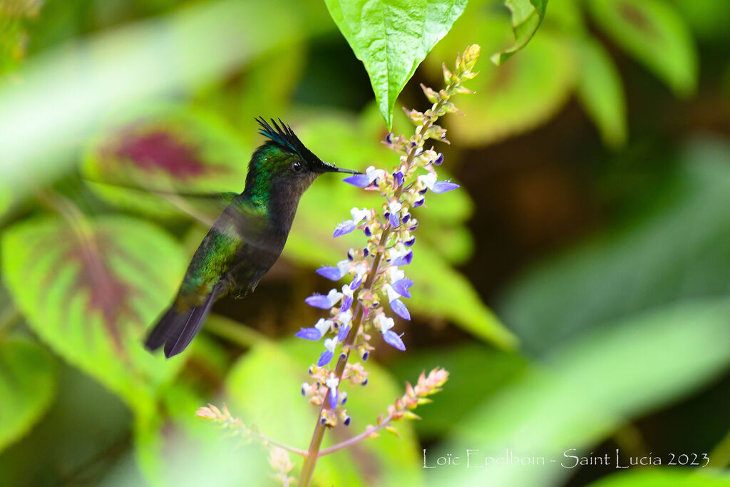 Antillean Crested Hummingbird