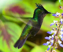 Antillean Crested Hummingbird