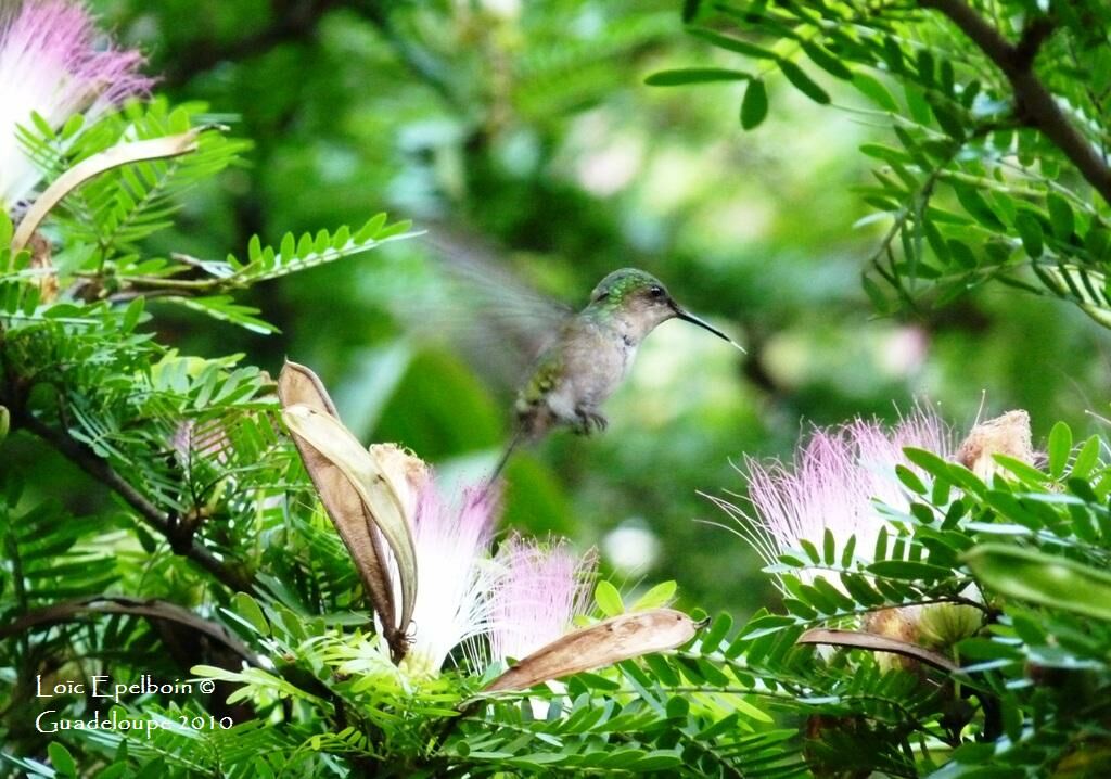 Colibri huppé