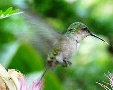 Antillean Crested Hummingbird