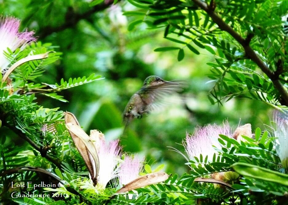 Antillean Crested Hummingbird