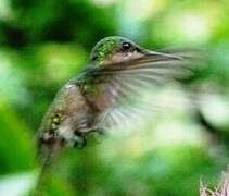 Antillean Crested Hummingbird