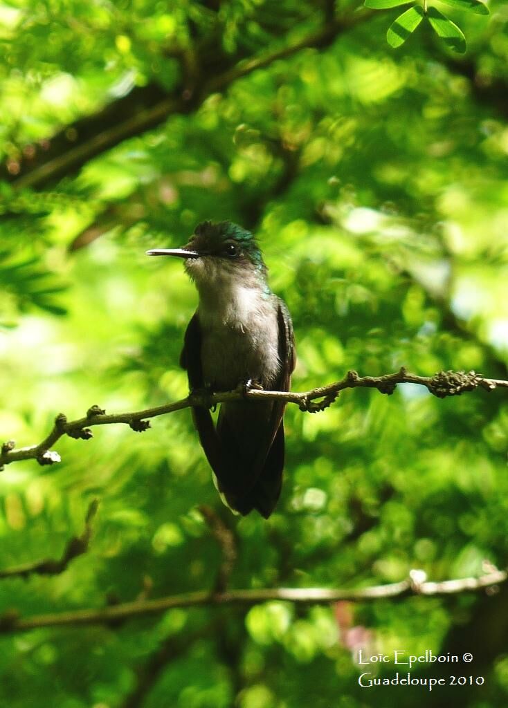 Antillean Crested Hummingbird