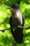 Antillean Crested Hummingbird