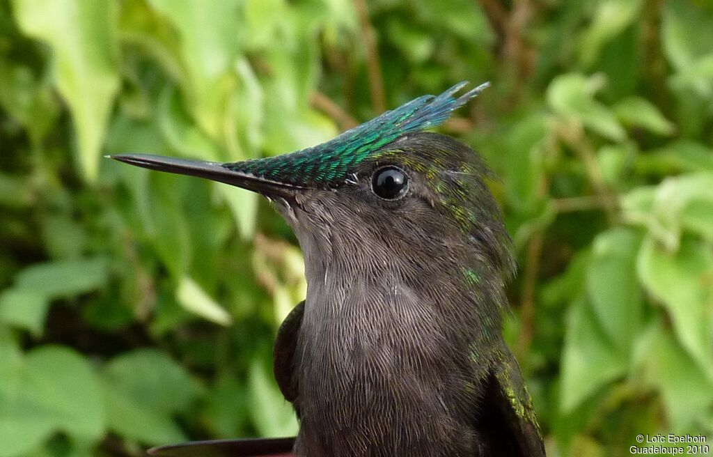 Antillean Crested Hummingbird