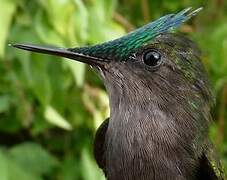 Antillean Crested Hummingbird