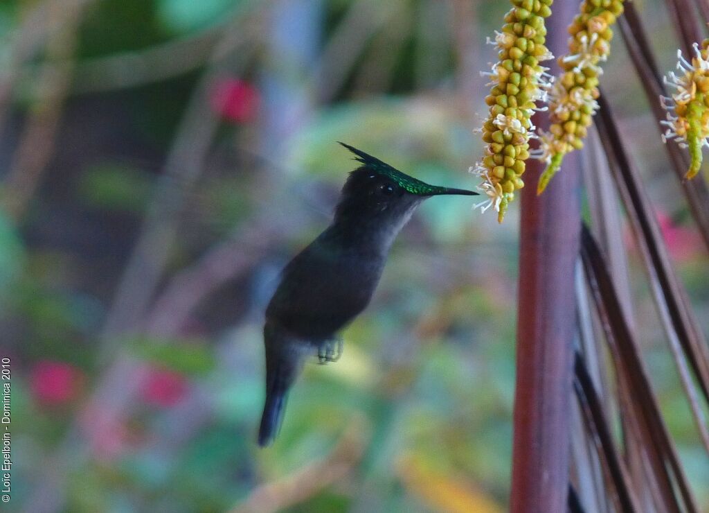 Antillean Crested Hummingbird