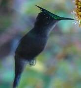 Antillean Crested Hummingbird