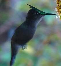 Colibri huppé