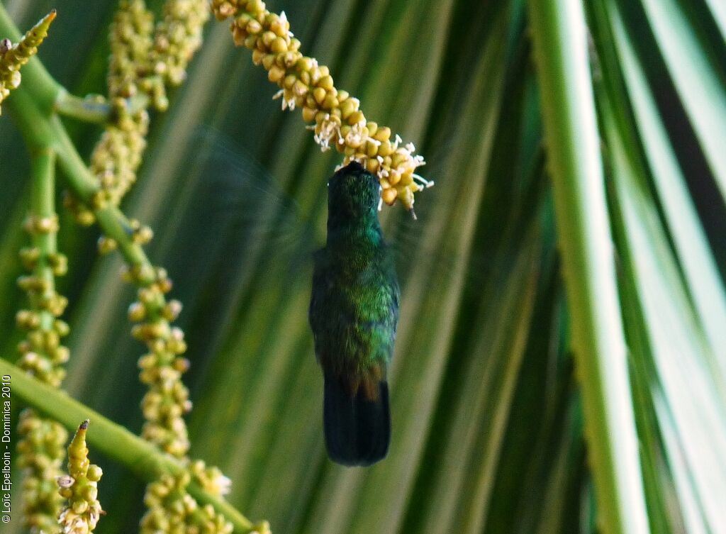 Colibri huppé