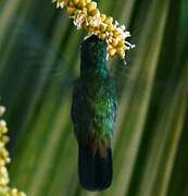 Antillean Crested Hummingbird