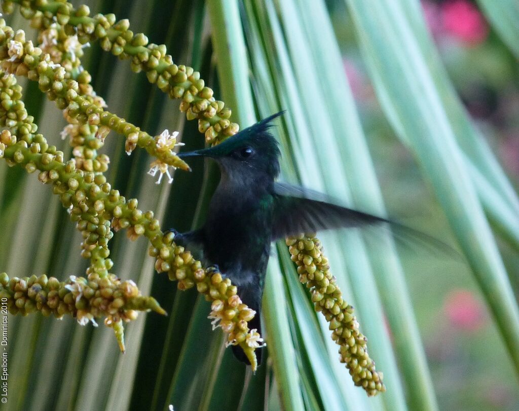 Colibri huppé