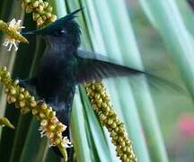 Colibri huppé