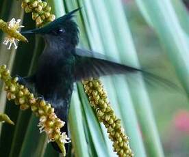 Colibri huppé