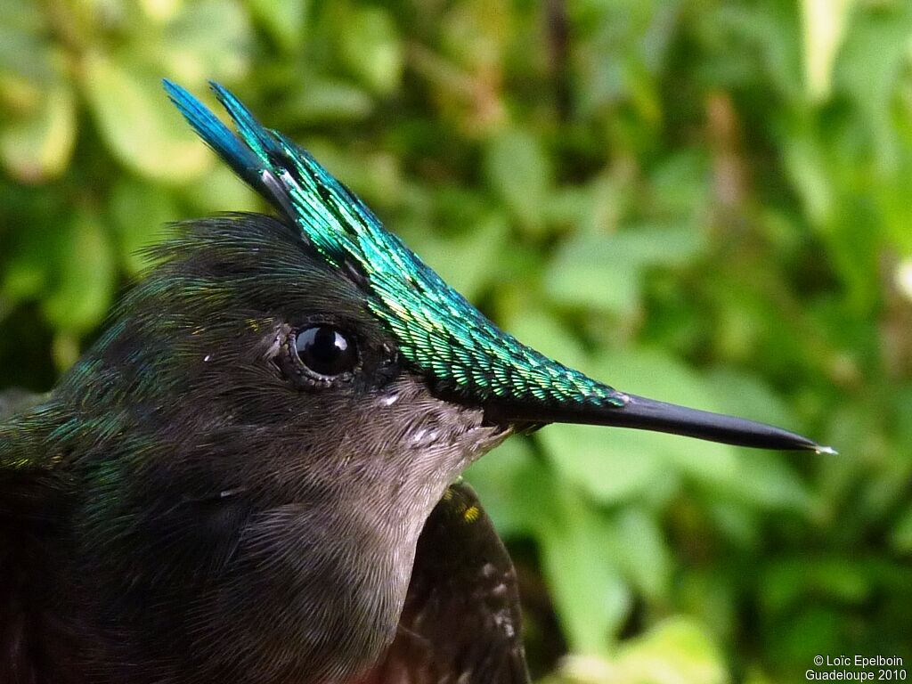 Antillean Crested Hummingbird