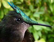 Antillean Crested Hummingbird