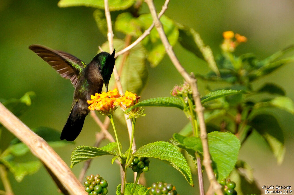 Antillean Crested Hummingbird