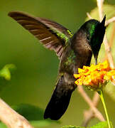 Antillean Crested Hummingbird