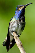 White-necked Jacobin