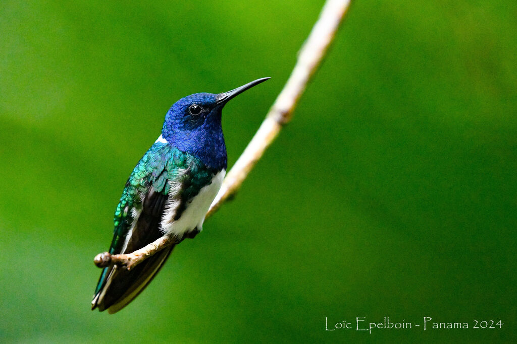Colibri jacobin