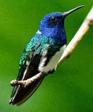 Colibri jacobin
