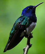 Colibri jacobin