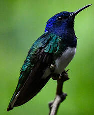 Colibri jacobin