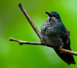 Colibri jacobin