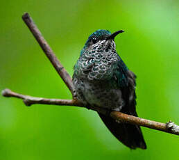Colibri jacobin