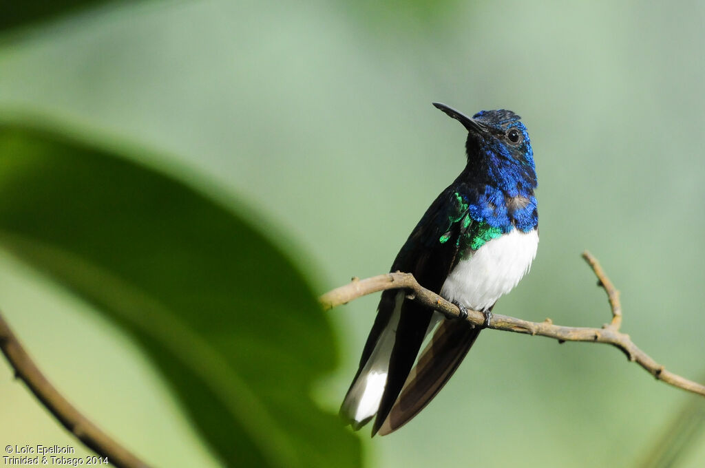 White-necked Jacobin