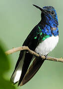 White-necked Jacobin