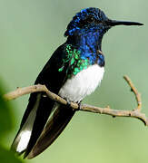 White-necked Jacobin