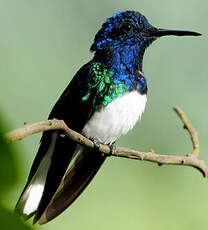 Colibri jacobin