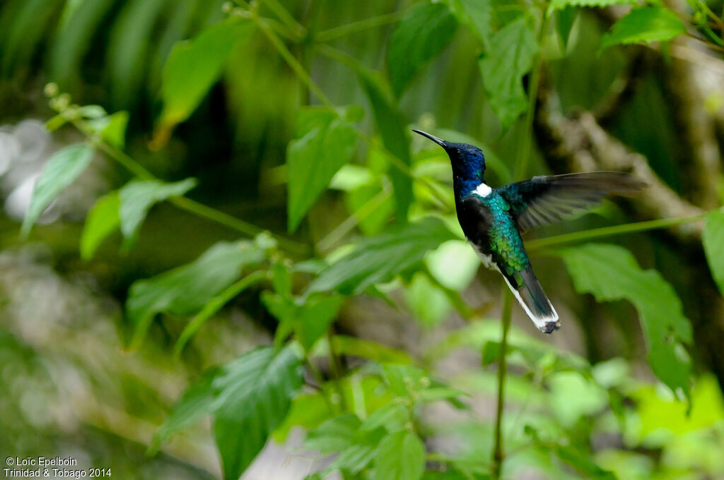 White-necked Jacobin