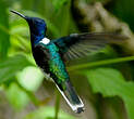 Colibri jacobin