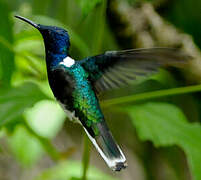 White-necked Jacobin