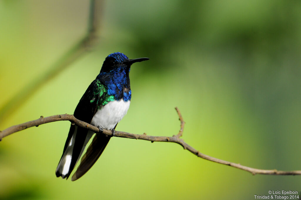 White-necked Jacobin