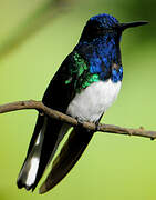 White-necked Jacobin