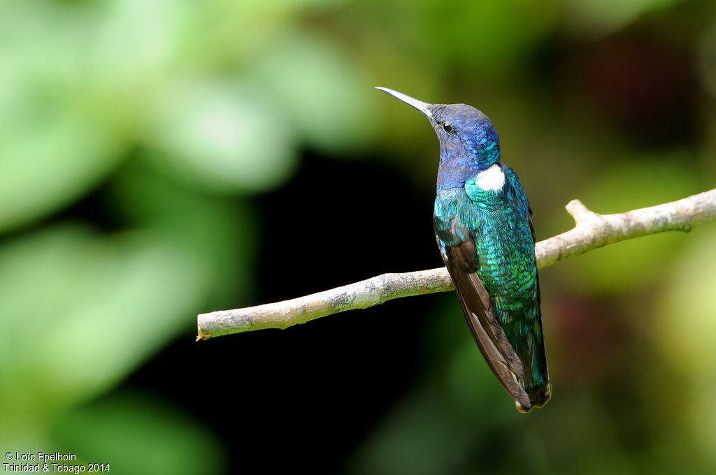 White-necked Jacobin