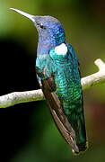 White-necked Jacobin