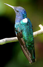 Colibri jacobin