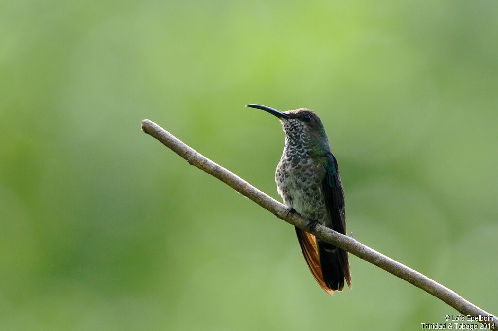 White-necked Jacobin