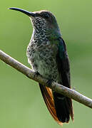 White-necked Jacobin