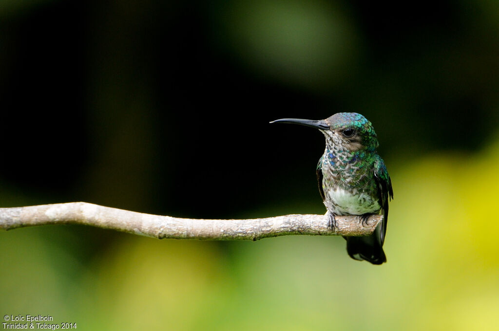 White-necked Jacobin