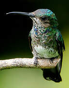 White-necked Jacobin