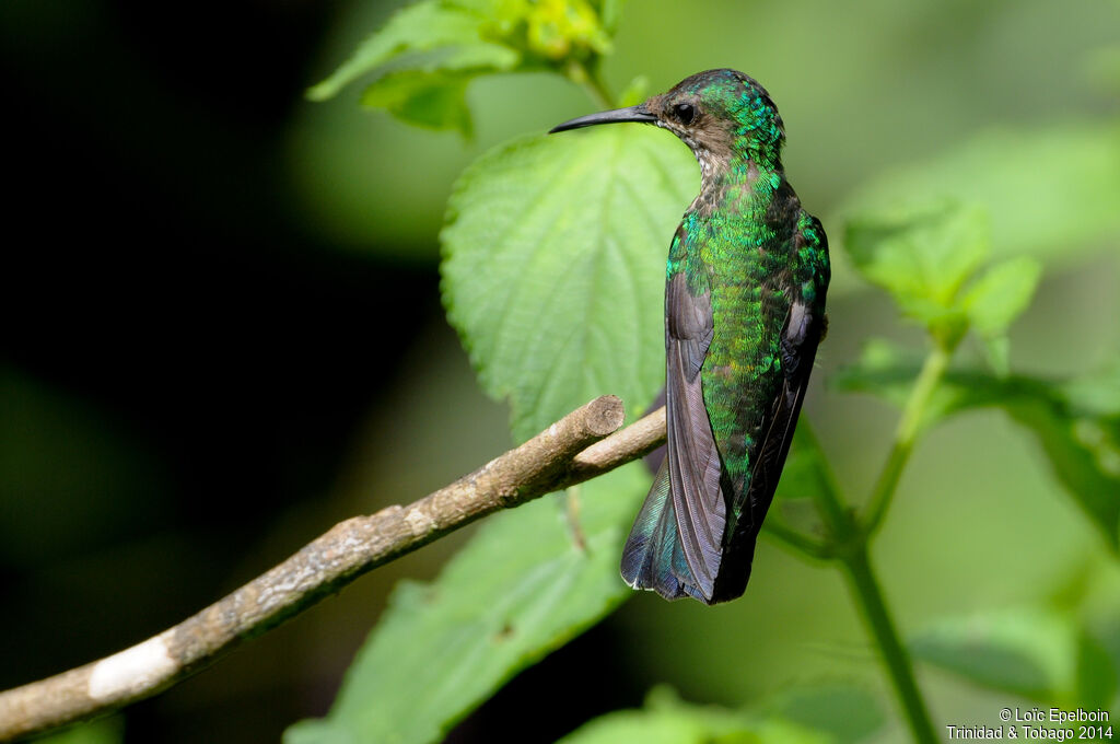 White-necked Jacobin