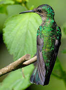 White-necked Jacobin