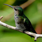 White-necked Jacobin