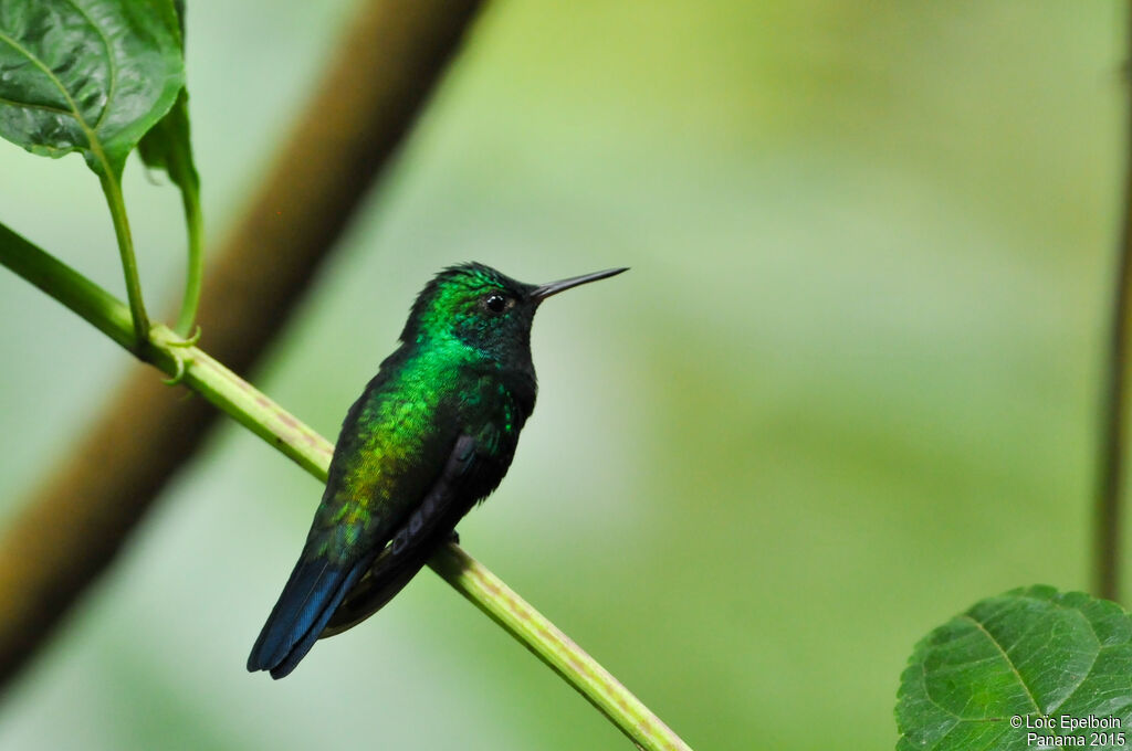 Violet-bellied Hummingbird (feliciana)