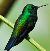 Violet-bellied Hummingbird (feliciana)